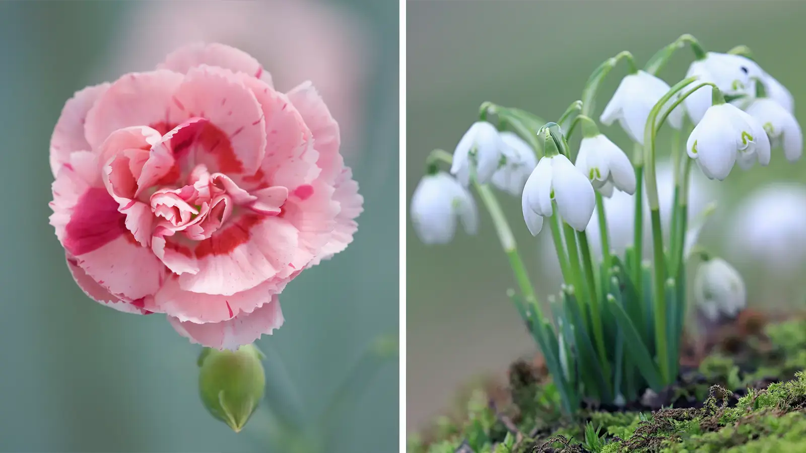 ¿Criar un bebé en enero? Lo que revelan sus flores natales sobre su personalidad resiliente