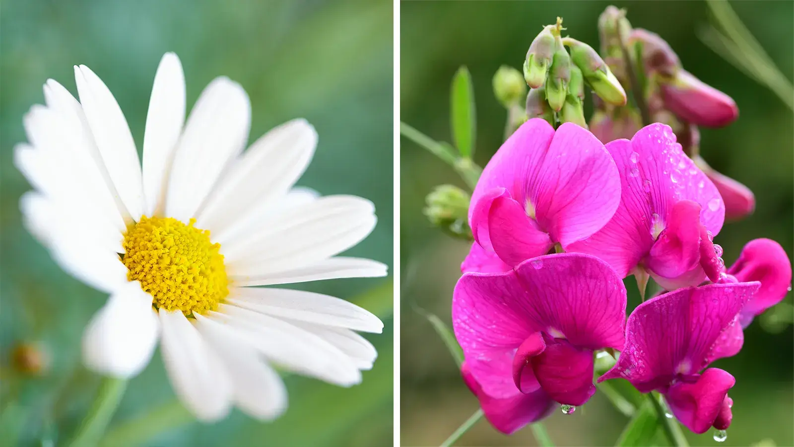 Aquí está la dulce historia detrás de las flores del nacimiento de su bebé en abril