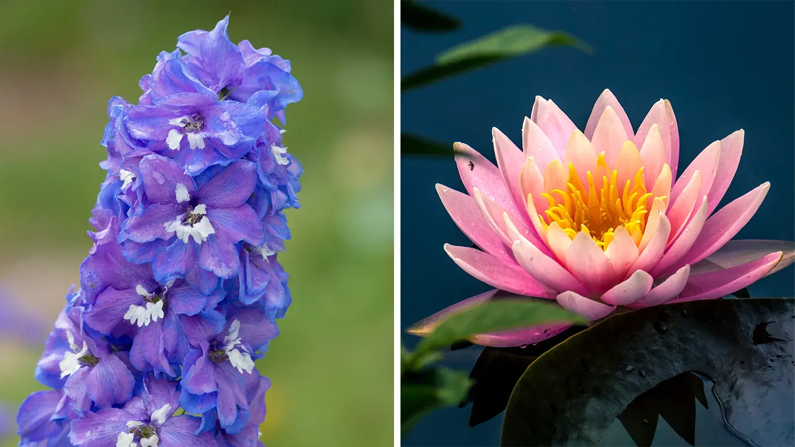 Los bebés de julio tienen dos flores natales y su significado es sorprendentemente acertado